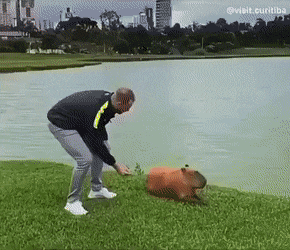 강가에-카피바라가-있길래-만져보았다.gif-0-이미지