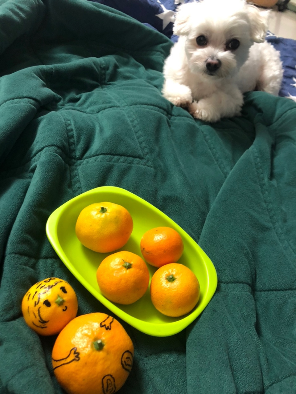 더쿠-후기방에-올라와-귀여움-받은-'식탐-많은-댕댕이'-글-13-이미지