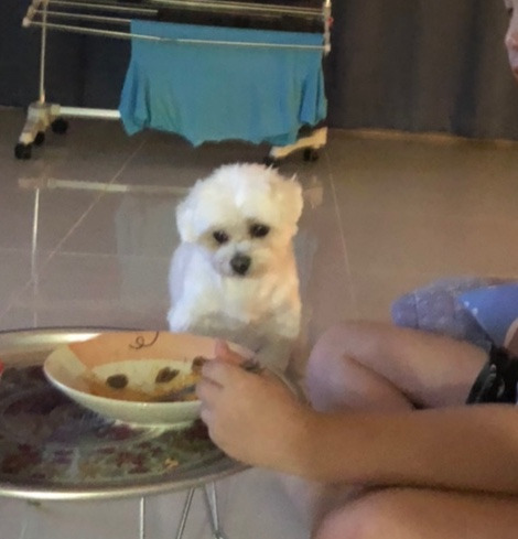 더쿠-후기방에-올라와-귀여움-받은-'식탐-많은-댕댕이'-글-19-이미지