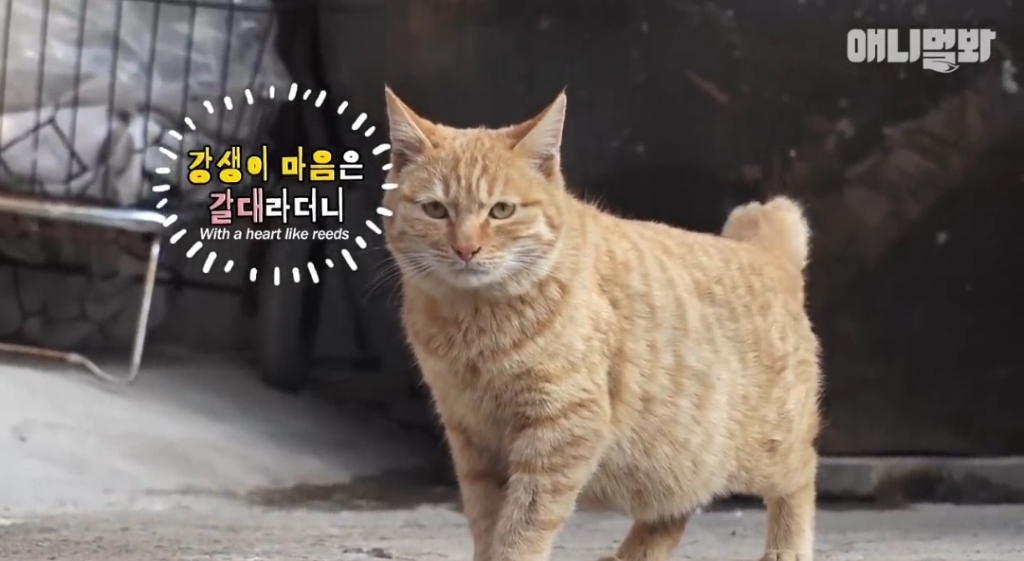 [동물농장]-심심한-댕댕이랑-놀아주는-동농-제작진ㅋㅋㅋ-45-이미지