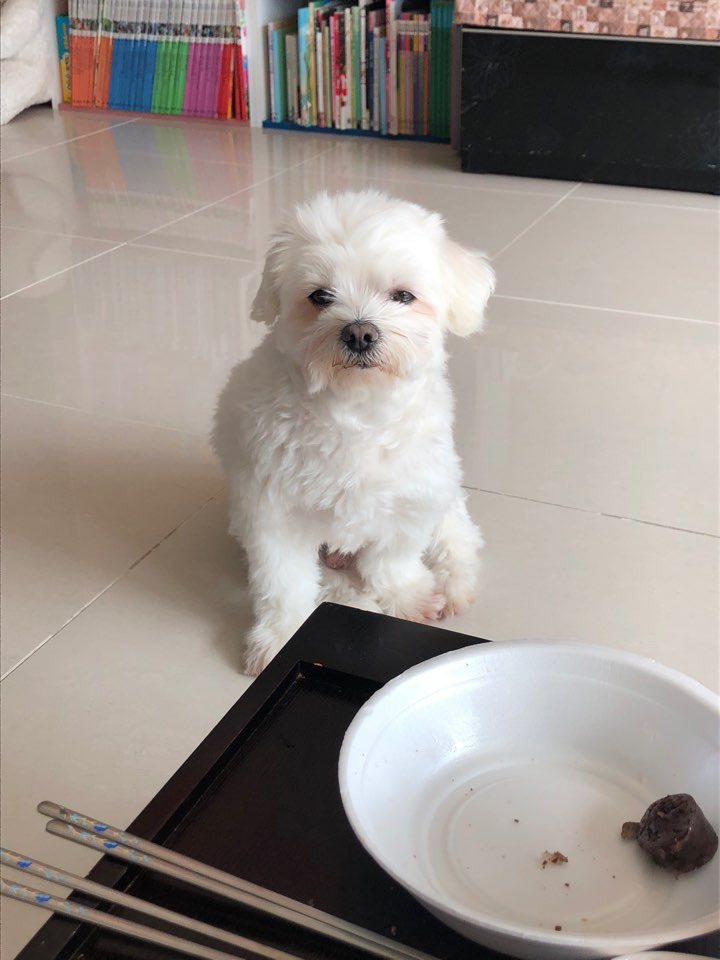 더쿠-후기방에-올라와-귀여움-받은-'식탐-많은-댕댕이'-글-32-이미지