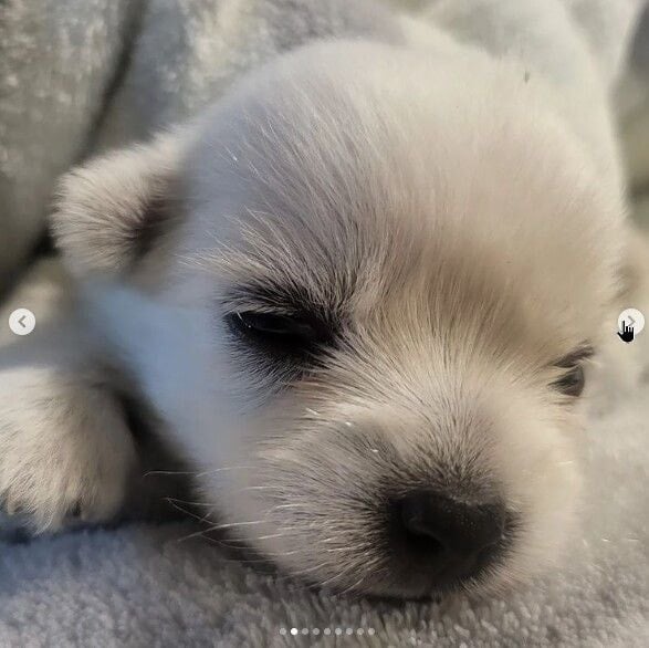 윤택이-자연인이다-찍다가-입양한-강아지-근황-9-이미지