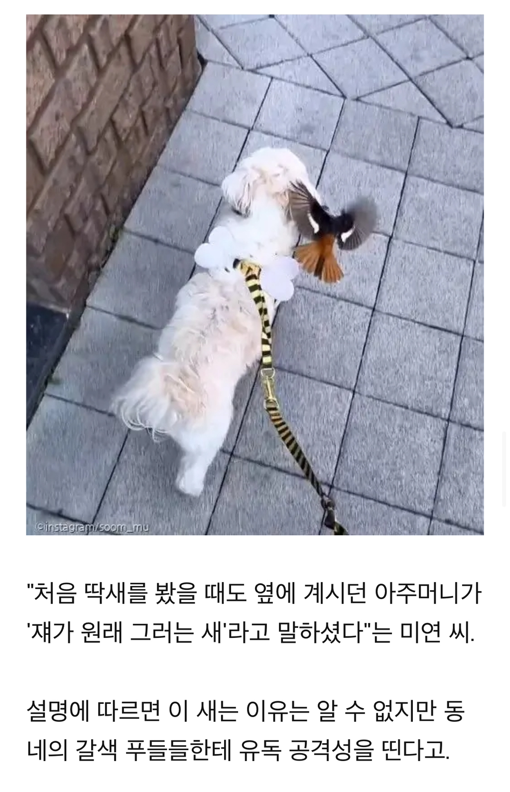 푸들만-보면-공격하는-‘공포의’-딱새-‘난-시츄인데-왜…’-6-이미지
