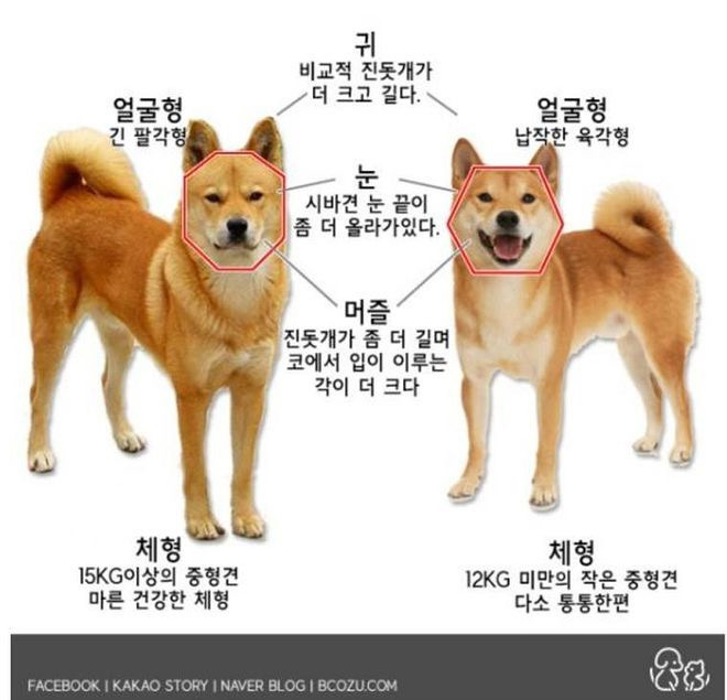 진돗개와-시바견-차이.jpg-4-이미지