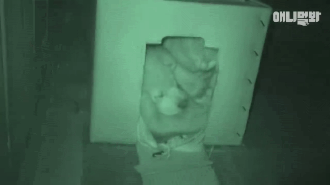 [동물농장]-심심한-댕댕이랑-놀아주는-동농-제작진ㅋㅋㅋ-12-이미지