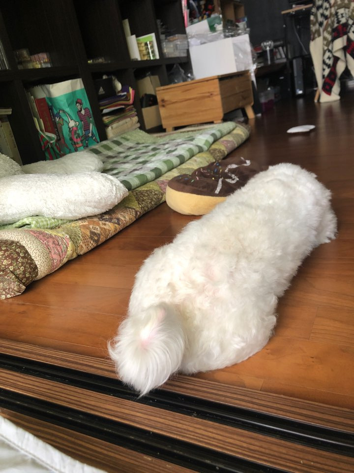 더쿠-후기방에-올라와-귀여움-받은-'식탐-많은-댕댕이'-글-43-이미지