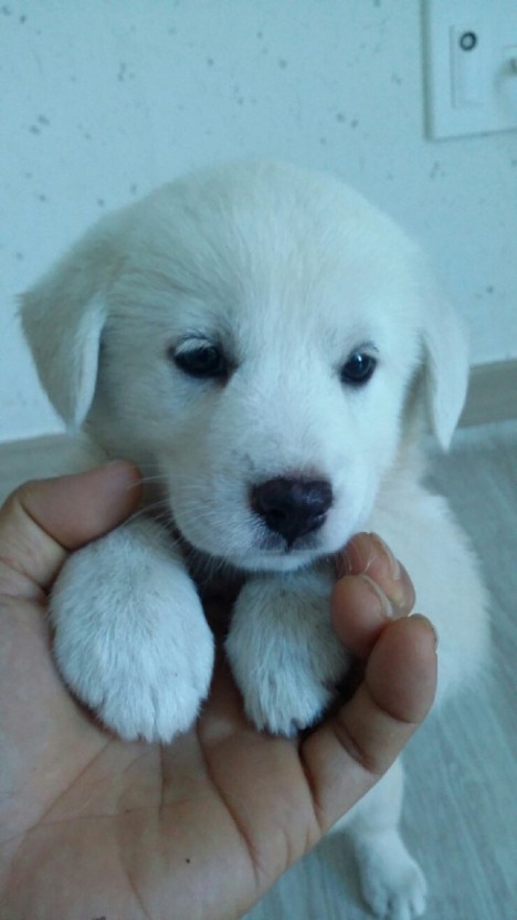 사람들이-잘못-알고-있는-진돗개의-쌍꺼풀-1-이미지