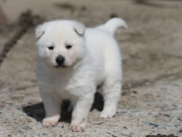 우리나라에서-진돗개가-사납다는-인식이-생기는-이유중-하나-0-이미지