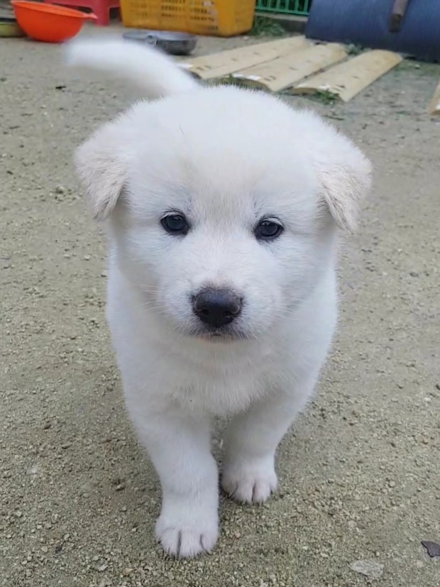 사람들이-잘못-알고-있는-진돗개의-쌍꺼풀-5-이미지