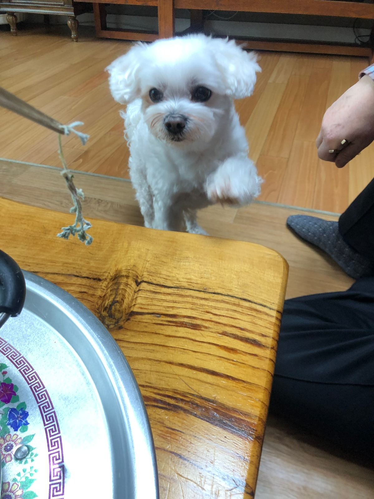 더쿠-후기방에-올라와-귀여움-받은-'식탐-많은-댕댕이'-글-3-이미지