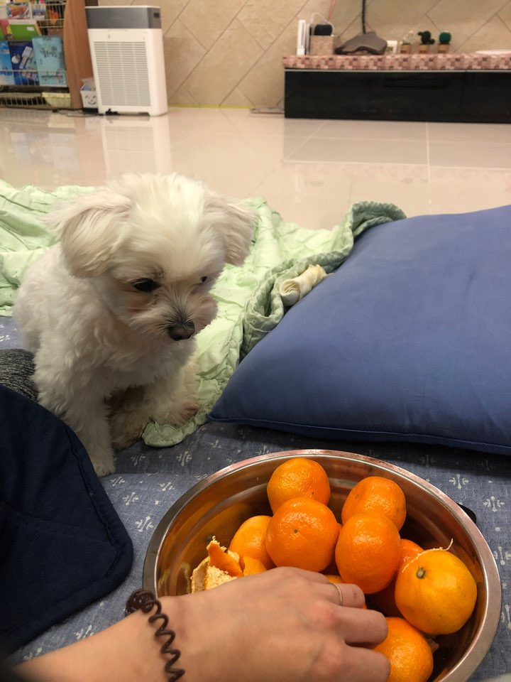 더쿠-후기방에-올라와-귀여움-받은-'식탐-많은-댕댕이'-글-15-이미지