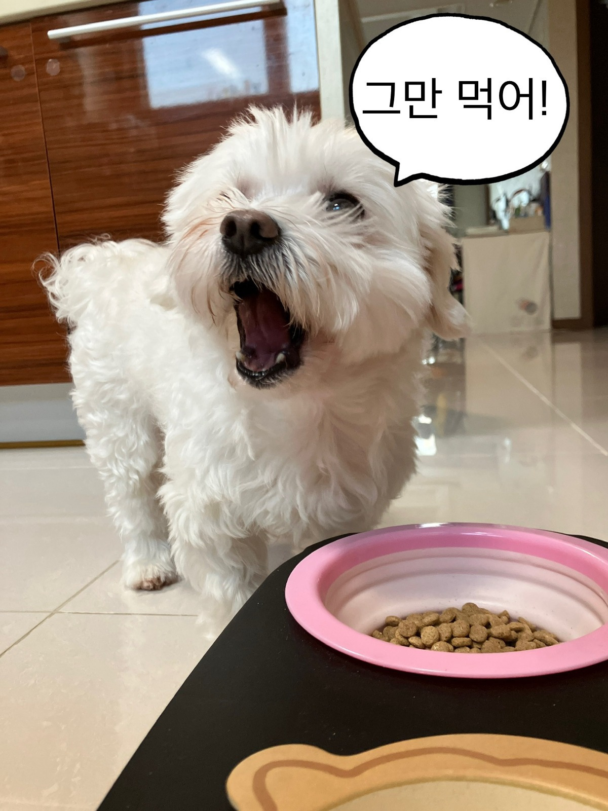 더쿠-후기방에-올라와-귀여움-받은-'식탐-많은-댕댕이'-글-42-이미지