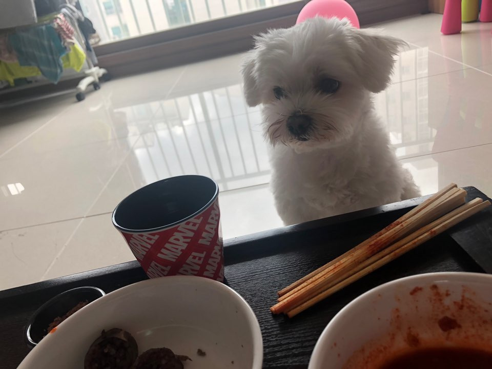 더쿠-후기방에-올라와-귀여움-받은-'식탐-많은-댕댕이'-글-33-이미지