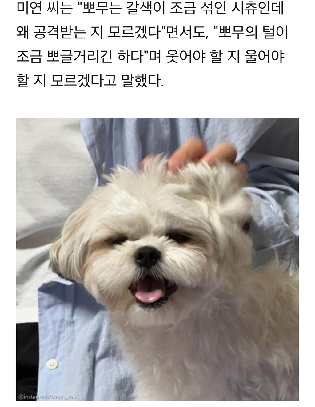 푸들만-보면-공격하는-‘공포의’-딱새-‘난-시츄인데-왜…’-7-이미지