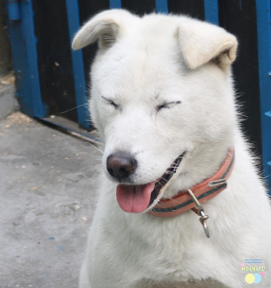 사람들이-잘못-알고-있는-진돗개의-쌍꺼풀-6-이미지