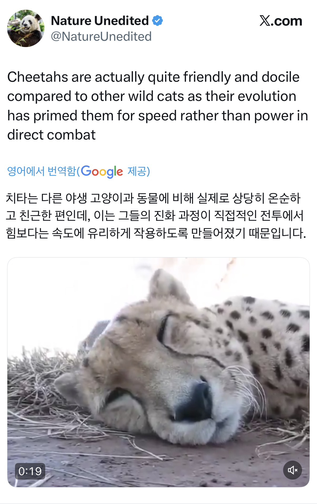 사람-손길-타면서-그르릉-거리는-치타-0-이미지