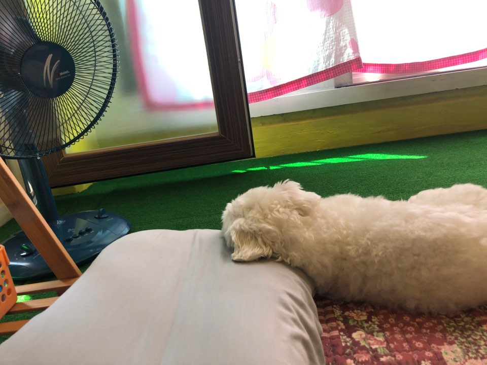 더쿠-후기방에-올라와-귀여움-받은-'식탐-많은-댕댕이'-글-44-이미지