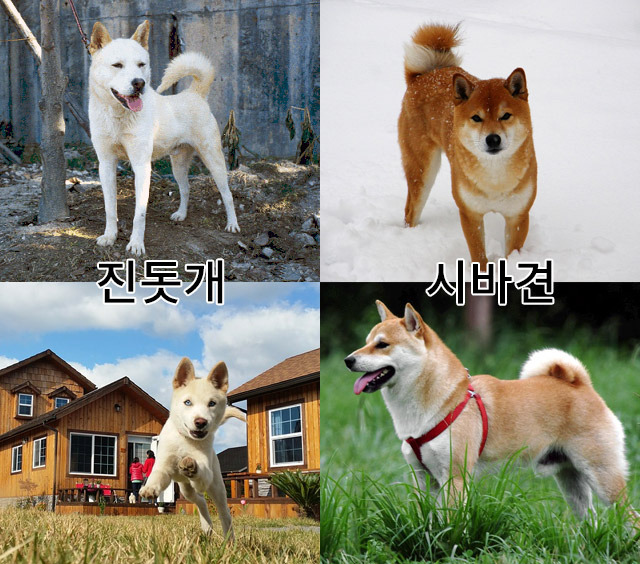 진돗개와-시바견-차이.jpg-3-이미지