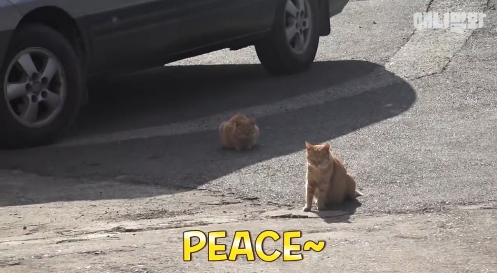 [동물농장]-심심한-댕댕이랑-놀아주는-동농-제작진ㅋㅋㅋ-44-이미지