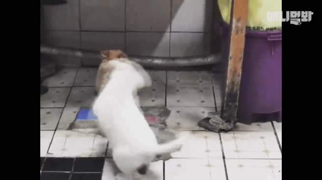 [동물농장]-심심한-댕댕이랑-놀아주는-동농-제작진ㅋㅋㅋ-4-이미지