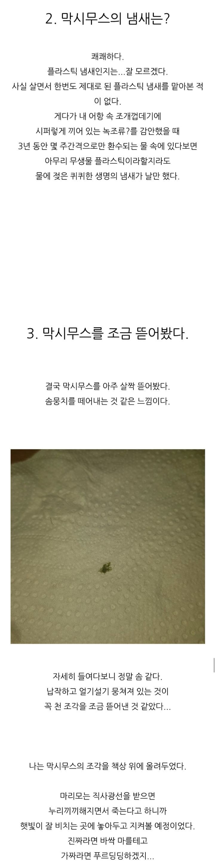 가짜-마리모🟢와-3년을-함께한-사람의-후기-(feat.왜그래-막시무스?)-5-이미지