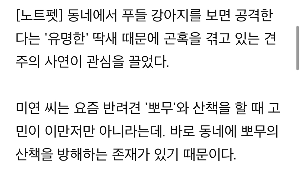 푸들만-보면-공격하는-‘공포의’-딱새-‘난-시츄인데-왜…’-1-이미지