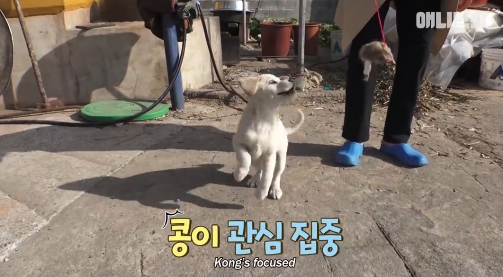 [동물농장]-심심한-댕댕이랑-놀아주는-동농-제작진ㅋㅋㅋ-35-이미지