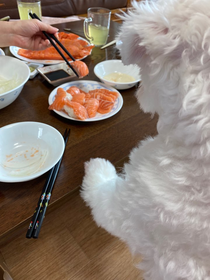 더쿠-후기방에-올라와-귀여움-받은-'식탐-많은-댕댕이'-글-37-이미지