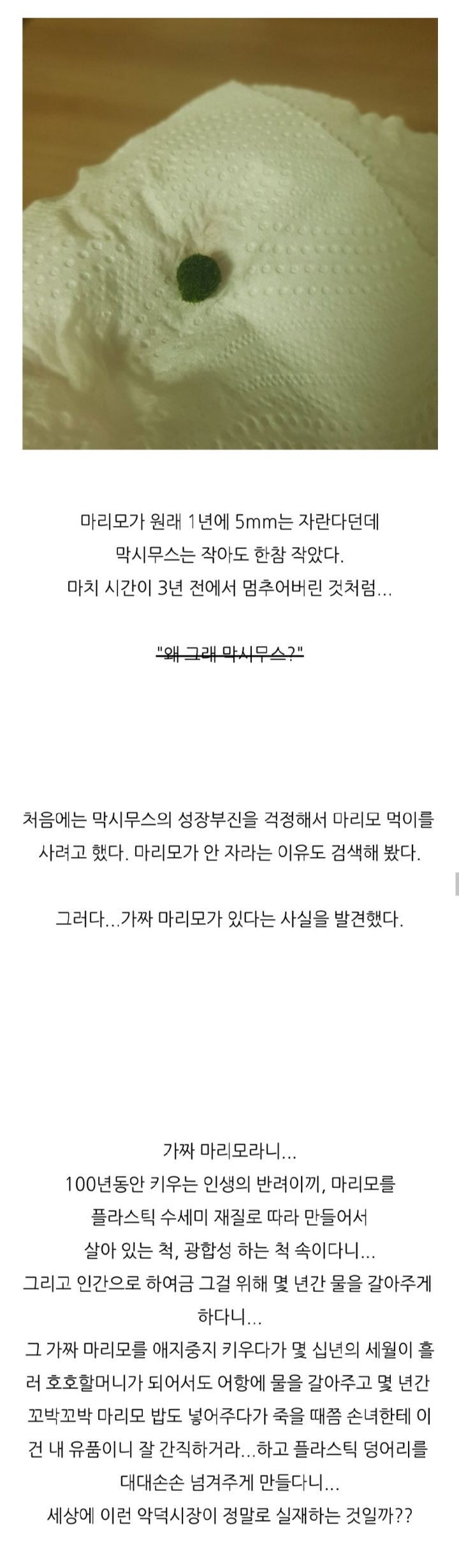 가짜-마리모🟢와-3년을-함께한-사람의-후기-(feat.왜그래-막시무스?)-2-이미지