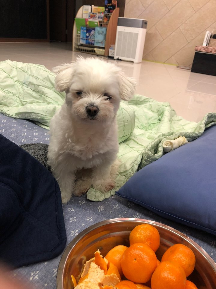 더쿠-후기방에-올라와-귀여움-받은-'식탐-많은-댕댕이'-글-14-이미지