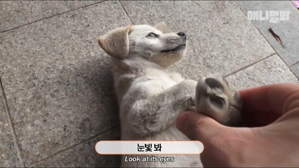 [동물농장]-심심한-댕댕이랑-놀아주는-동농-제작진ㅋㅋㅋ-19-이미지