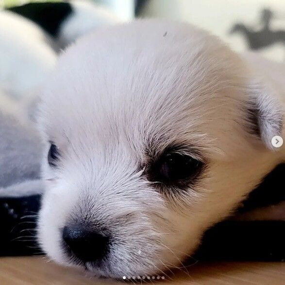 윤택이-자연인이다-찍다가-입양한-강아지-근황-8-이미지