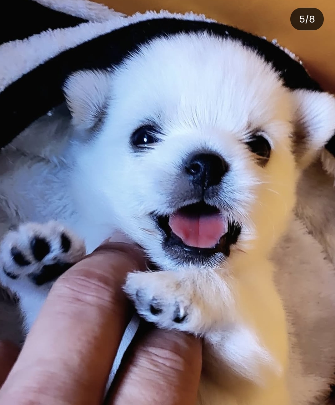 윤택이-자연인이다-찍다가-입양한-강아지-근황-7-이미지