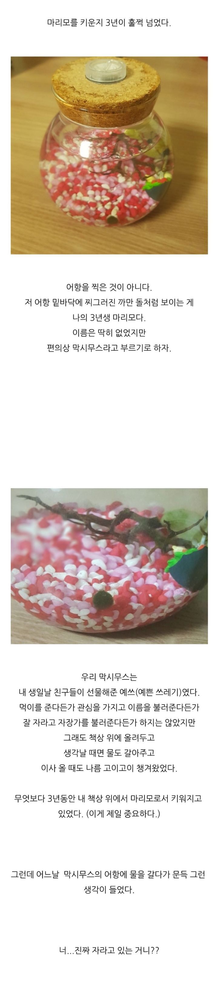 가짜-마리모🟢와-3년을-함께한-사람의-후기-(feat.왜그래-막시무스?)-1-이미지
