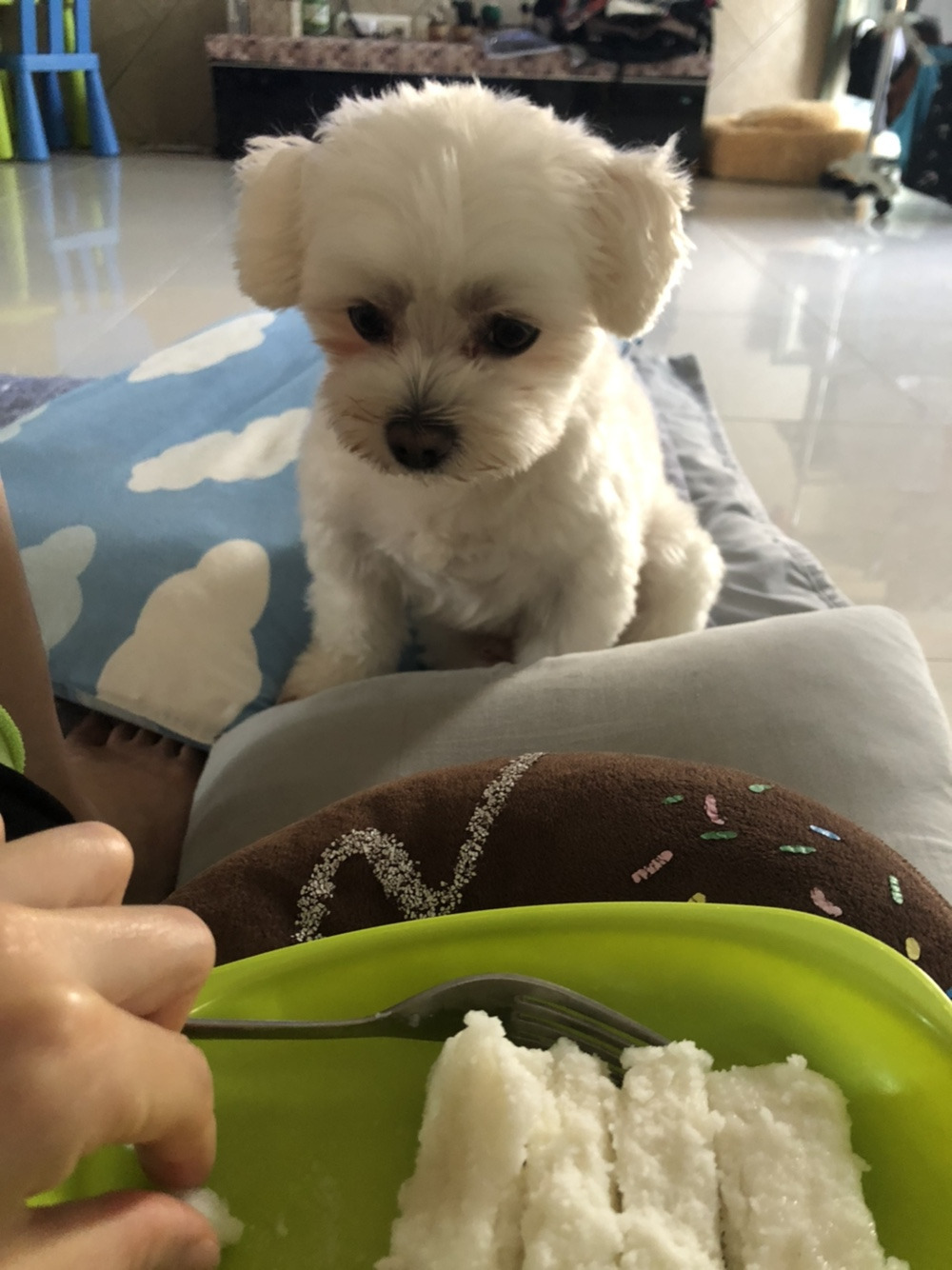 더쿠-후기방에-올라와-귀여움-받은-'식탐-많은-댕댕이'-글-20-이미지