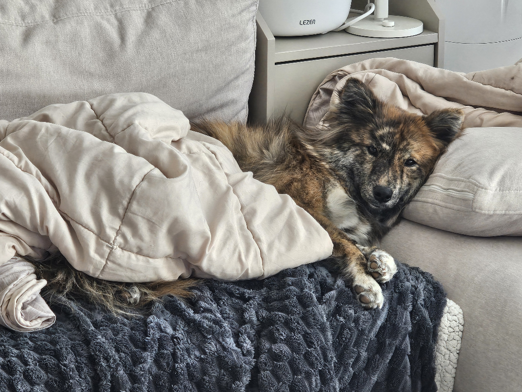 포인핸드에서-입양할땐-모카빵같이-생겼었는데-엄청-우아하게-큰-아기강아지-3-이미지