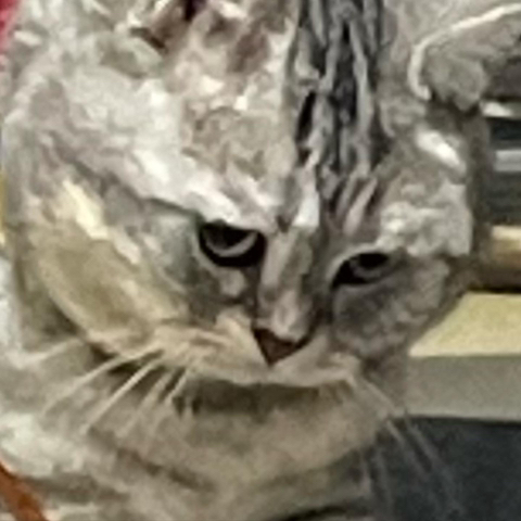 고양이-키워보니까-개-똑똑해-6-이미지