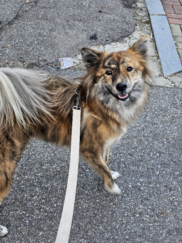 포인핸드에서-입양할땐-모카빵같이-생겼었는데-엄청-우아하게-큰-아기강아지-2-이미지