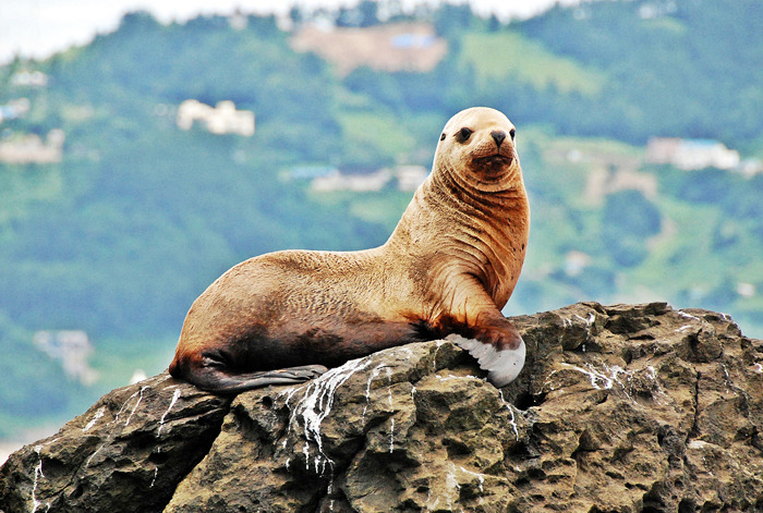 지금-일본이-독도-강치로-벌이고-있는-짓-1-이미지