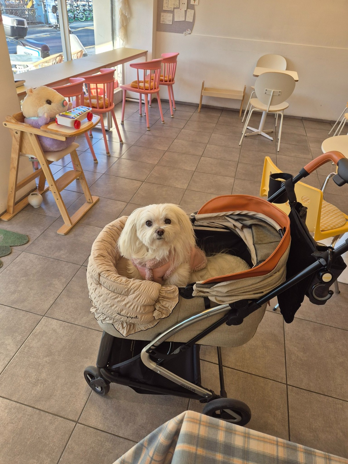 아진짜-황당함-얘가-날-보고-엄청-짖는거임.-근데-주인분이-조심스럽게-얘-원래-비숑이나-푸들을-싫어한대-0-이미지