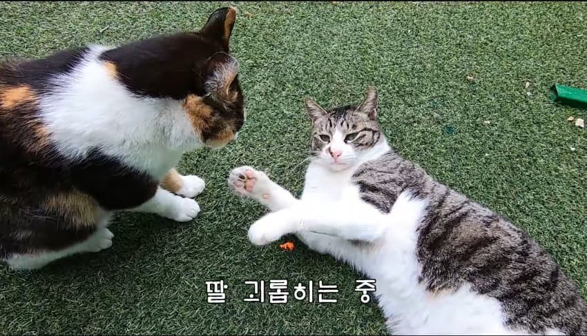 하하하-삼색이-모음-35-이미지