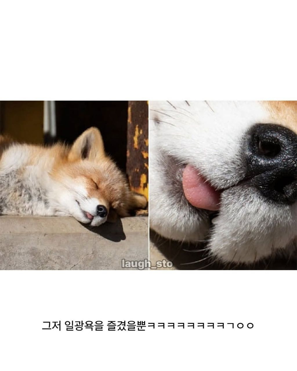 여우가-무덤가에서-자주-출몰하는-이유.jpg-5-이미지