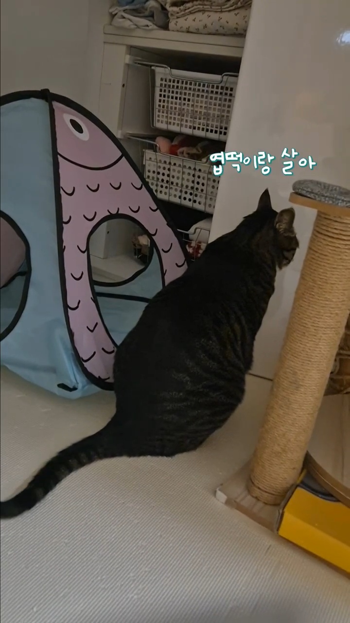 엽떡-때문에-삐낀-고양이🤣-14-이미지