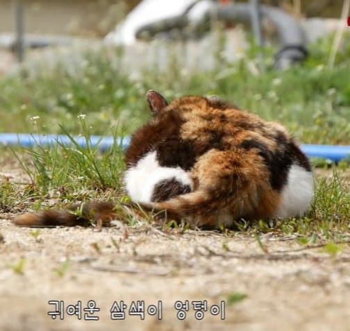 하하하-삼색이-모음-25-이미지