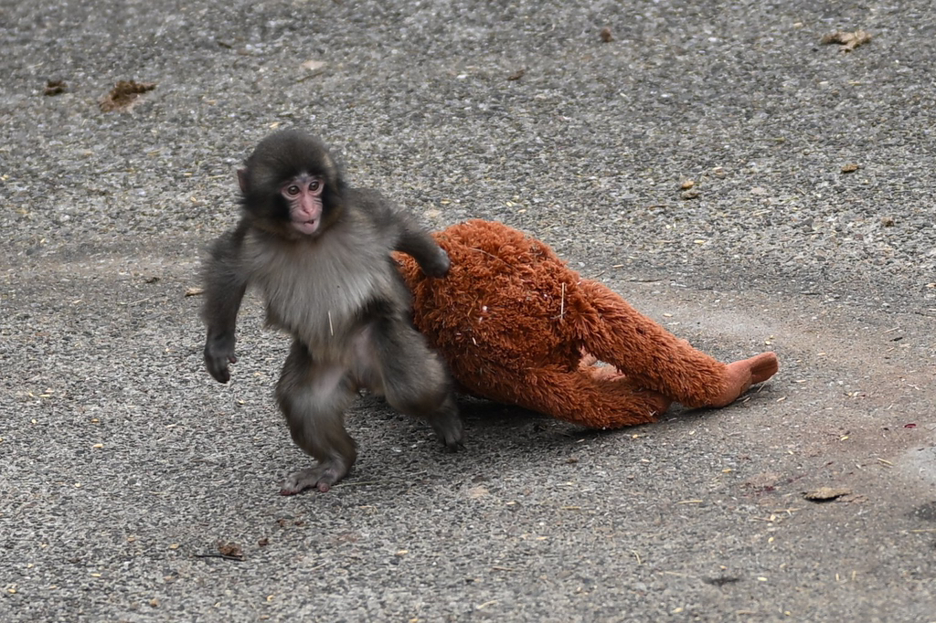 오랑우탄-인형을-엄마로-생각하며-끌고-다니는-아기-원숭이-5-이미지