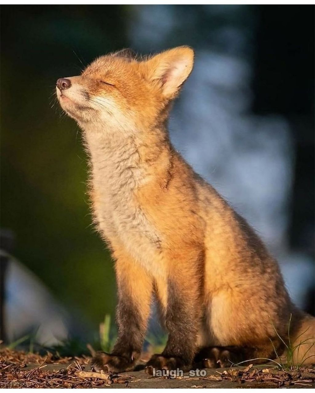 여우가-무덤가에서-자주-출몰하는-이유.jpg-2-이미지