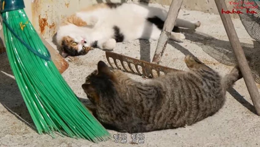 하하하-삼색이-모음-64-이미지