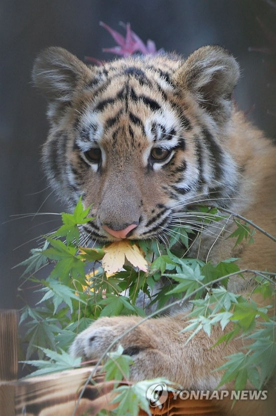 데뷔한지-2개월된-서울대공원-아기-호랑이-설호-8-이미지