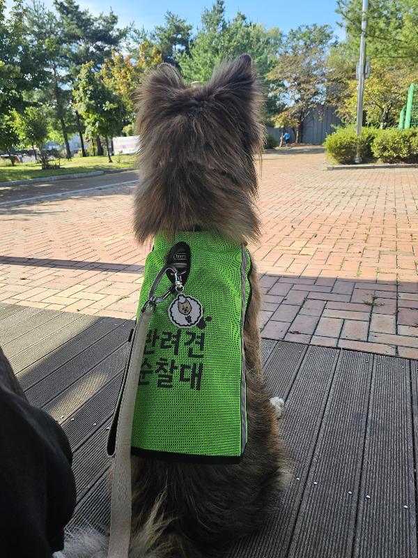 포인핸드에서-입양할땐-모카빵같이-생겼었는데-엄청-우아하게-큰-아기강아지-4-이미지