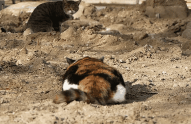 하하하-삼색이-모음-26-이미지